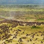 wildebeest-serengeti-migration-100901-02