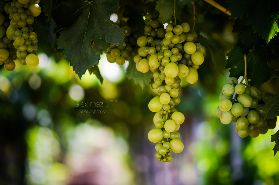 Chardonnay sau Sauvignon Blanc