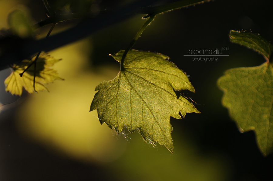 DSC_9854ii