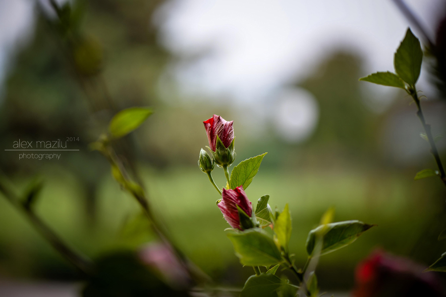 DSC_2240ii