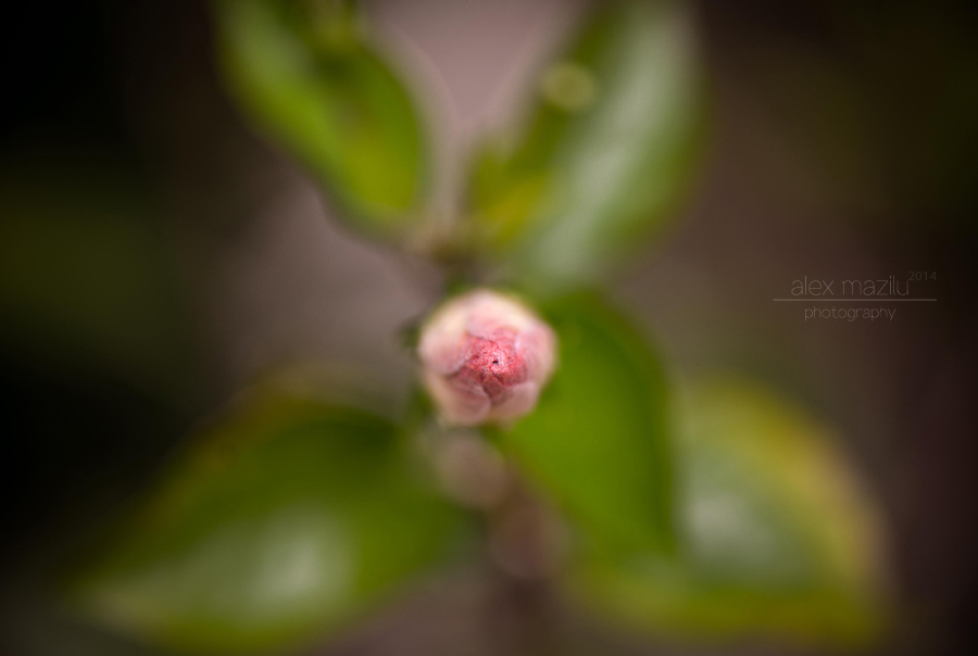 DSC_2247ii