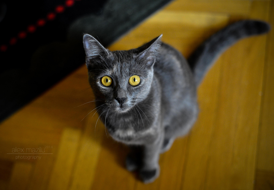 DSC_6044ii