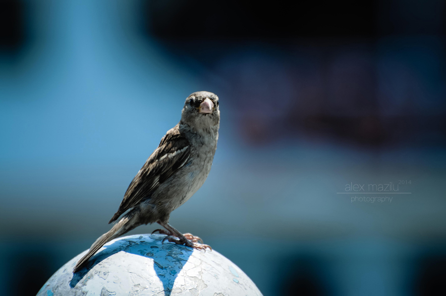DSC_77156ii