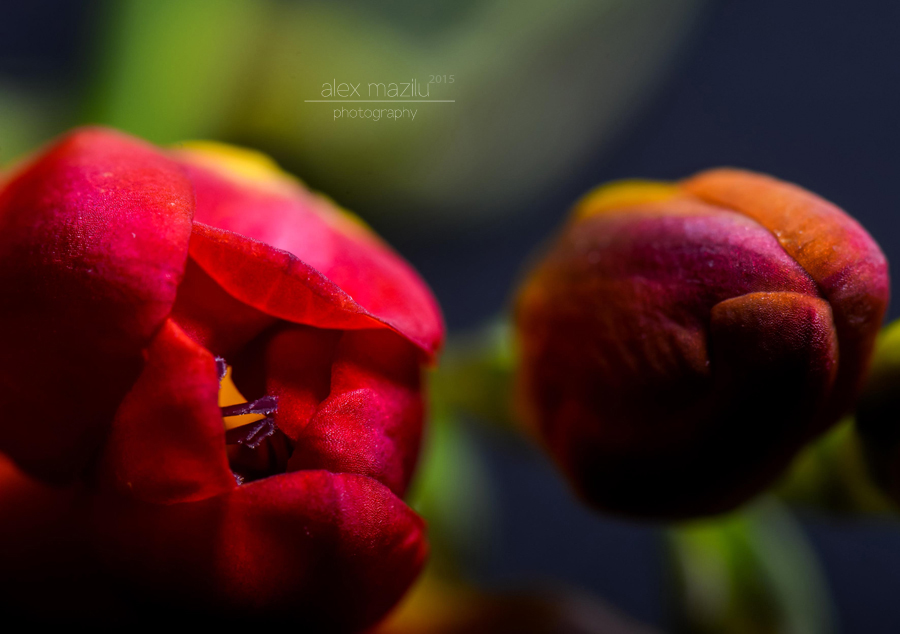 DSC_4530ii