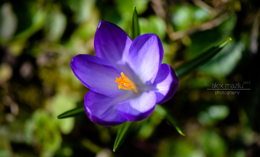 DSC_5132ii