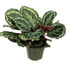 Calathea sau padurea tropicala in casa ta Calathea sau padurea tropicala in casa ta
