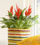 Vriesea, o planta ideala pentru apartament