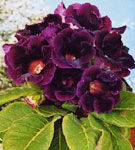 Gloxinia, o planta cu flori spectaculoase Gloxinia, o planta cu flori spectaculoase