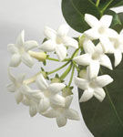Stephanotis, iasomia de Madagascar Stephanotis, iasomia de Madagascar