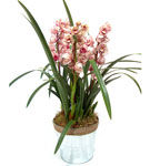 Cum ai grija de orhideea Cymbidium? Cum ai grija de orhideea Cymbidium?