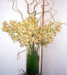 Orhideele - reginele plantelor Orhideele - reginele plantelor