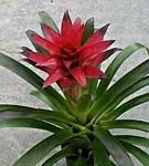 Guzmania, indragita, dar efemera Guzmania, indragita, dar efemera