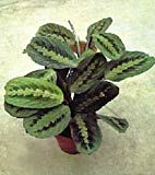 Marantha, planta care se roaga Marantha, planta care se roaga