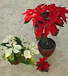 Poinsettia - Poinsettia -