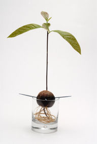 Avocado, planta ornamentala Avocado, planta ornamentala