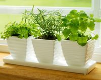 Plante usor de crescut, chiar si in bucataria ta Plante usor de crescut, chiar si in bucataria ta