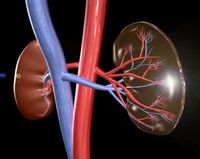 Rinichiul artificial implantabil, la un pas de realizare Rinichiul artificial implantabil, la un pas de realizare