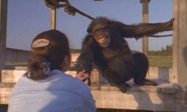 video cimpanzeu