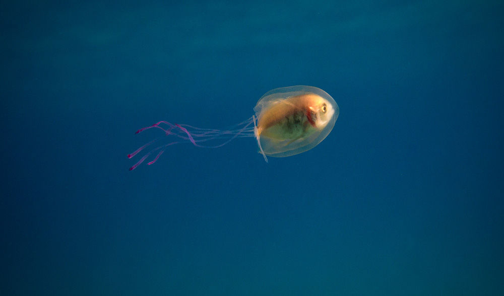 Peste si meduza