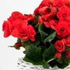 Plante cu flori pentru casa ta Plante cu flori pentru casa ta