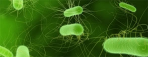 Bacteria E. Coli la copii: simptome si masuri de prevenire