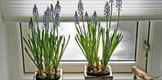 Afla cum sa ingrijesti plantele de apartament iarna!