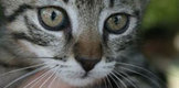 Adopta si tu un animal de companie!