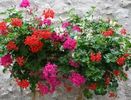 Umple-ti casa de culoare! Plante cu flori pentru vara