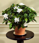 Gardenia, o planta dificila