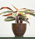 Aglaonema (Stromanthe), o planta ideala pentru birou
