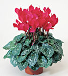 Flori de Cyclamen, pentru mai multa culoare in casa ta!