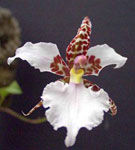 Oncidium si Odontoglossum, orhideele decorative
