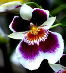 Miltonia, orhideea padurilor tropicale