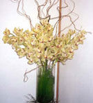 Orhideele - reginele plantelor