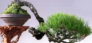 Modalitati de schimbare a formei bonsaiului