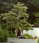 Cum tundem un bonsai