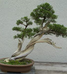 Cat de importanta este udarea bonsaiului?
