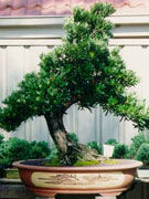 Ghiveciul - elementul de senzatie al bonsaiului