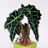 Alocasia polly, o planta spectaculoasa