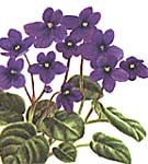 Saintpaulia, violeta africana