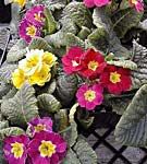 Primula acaulis, o planta vesela
