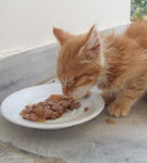 Schimbarea regimului alimentar al pisicii - un moft?
