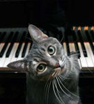 Iubesc pisicile muzica?