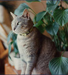 Protejeaza-ti pisica de plantele de apartament