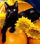 Pisica neagra si Halloween-ul