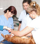 Coordonate clinice și de diagnostic în principalele afecţiuni urologice la câine