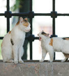 Ierarhia in cadrul comunitatii de pisici din locuinta