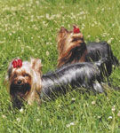 Yorkshire Terrier - un aristocrat in miniatura