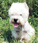 West Highland White Terrier - micul strengar