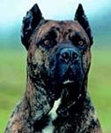 Dogo Canario - un paznic sentimental